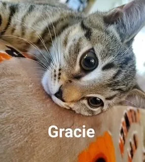 Gracie thumbnail 5