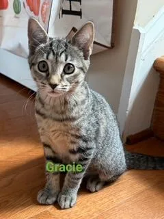 Gracie thumbnail 6