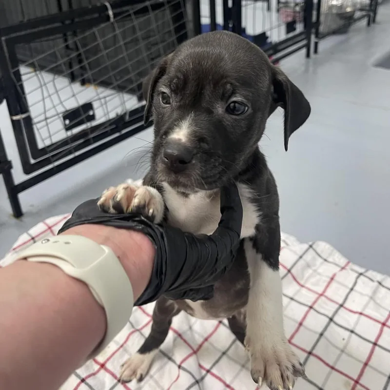 A baby small-sized female Brindle Hound dog named Eleanor for adoption in Henderson, KY