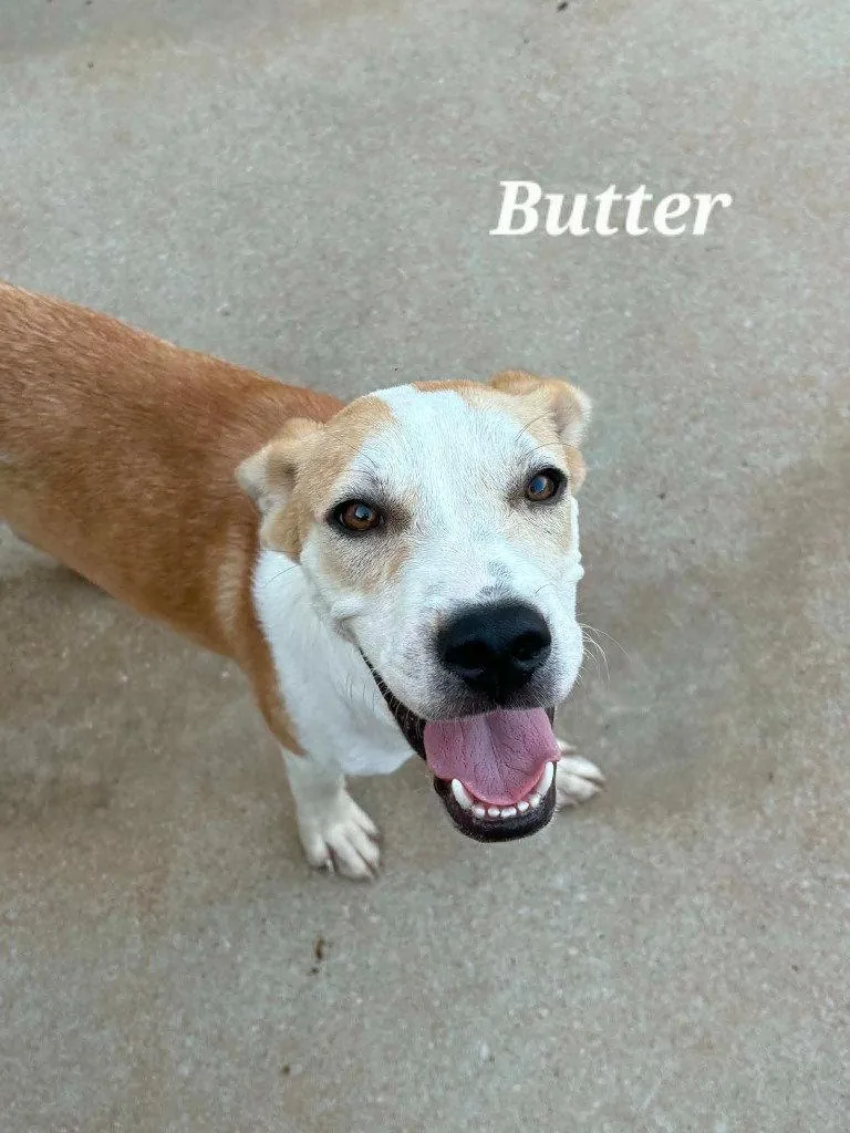 Butter