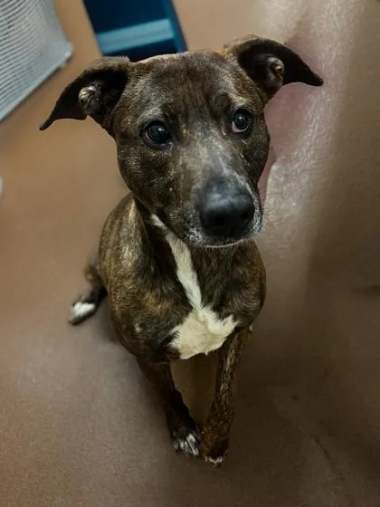 An adult medium-sized female Black Pit Bull Terrier dog named Willa for adoption in Winfield, KS