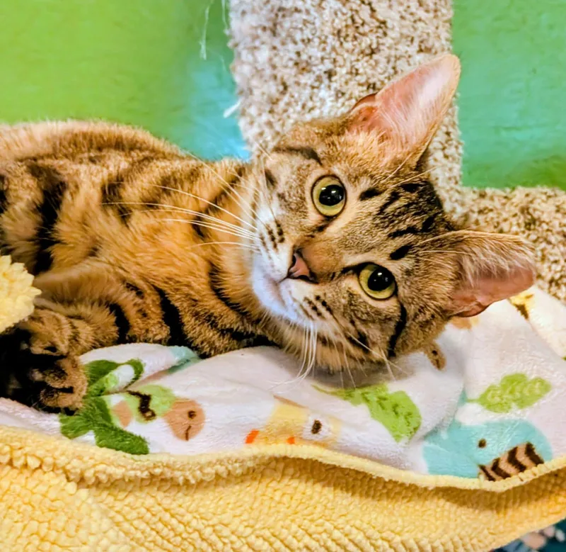 A young medium-sized male Tabby cat named Bart & Baxter  for adoption in Newport, WA