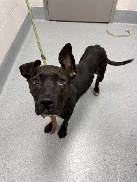 An adult medium-sized female Pit Bull Terrier dog named Cookie for adoption in Indianapolis, IN