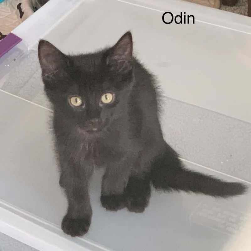 Odin thumbnail 4