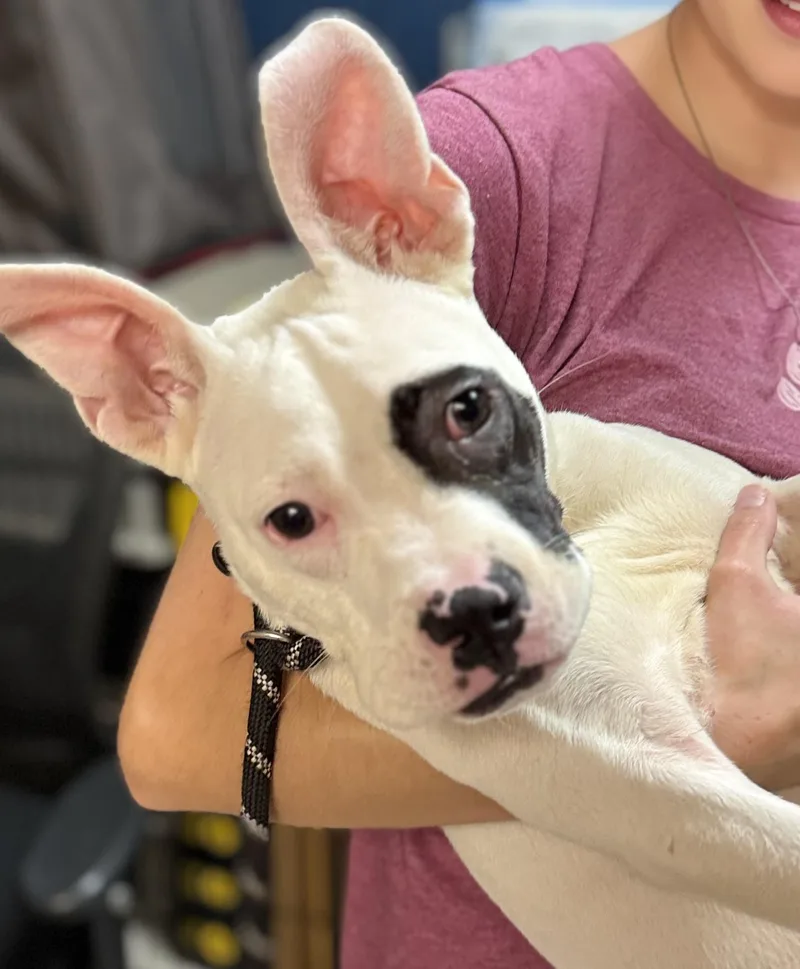 An adult small-sized male Bicolor Bulldog dog named Chicago for adoption in Ellicott City, MD