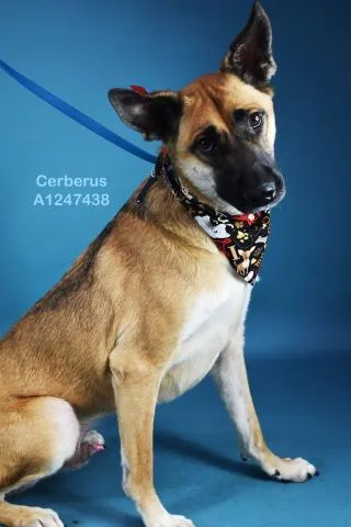 An adult large-sized male Black Shepherd dog named Cerberus  Urgent And for adoption in Thousand Oaks, CA