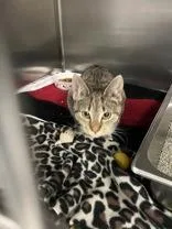 A young small-sized female Tabby (Brown / Chocolate) Domestic Short Hair cat named Arwen for adoption in Lock Haven, PA