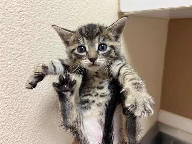 A baby small-sized male Domestic Short Hair cat named Louie for adoption in Fairfield, CA