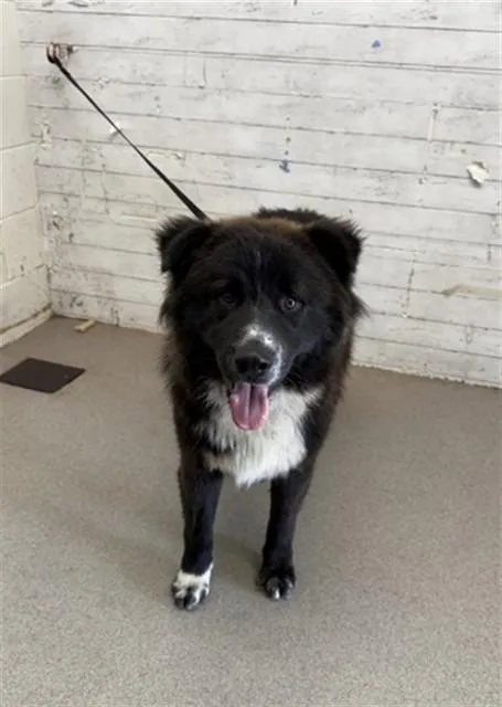 A young large-sized male Border Collie dog named Frances for adoption in San Bernardino, CA