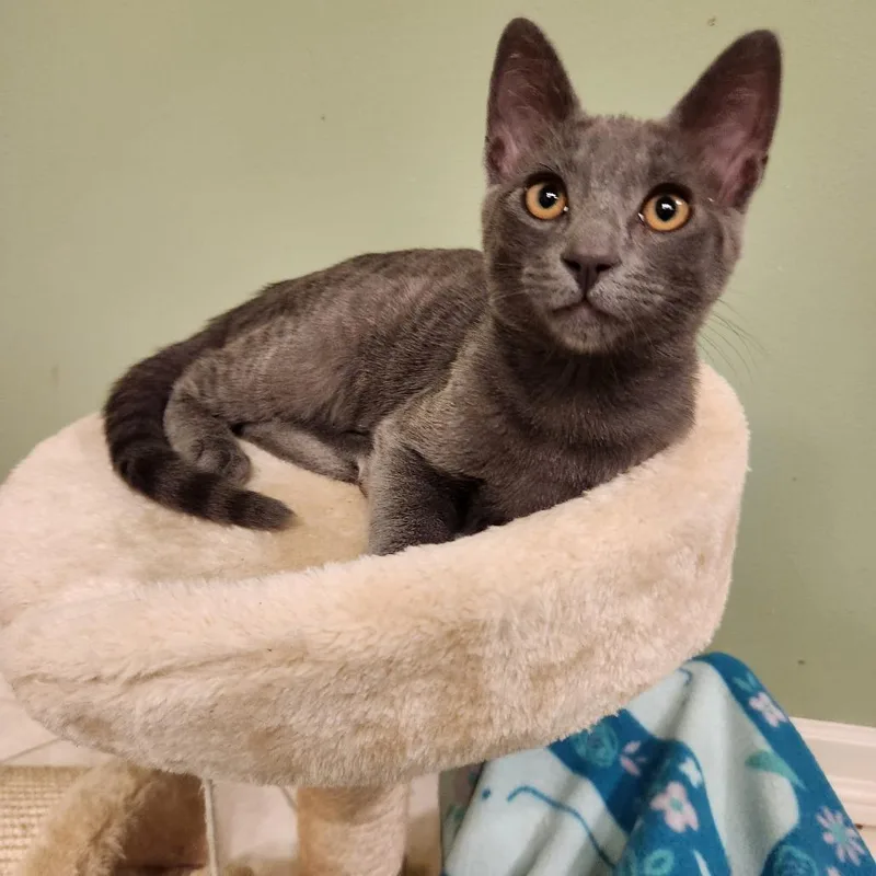 A baby small-sized female Gray / Blue / Silver Domestic Short Hair cat named Cookie for adoption in Pleasanton, CA