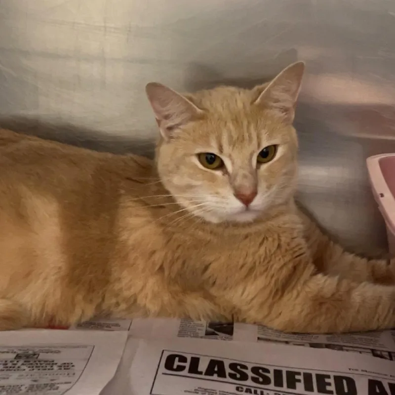 An adult medium-sized female Cream / Ivory American Shorthair cat named Banana for adoption in Monroeville, AL