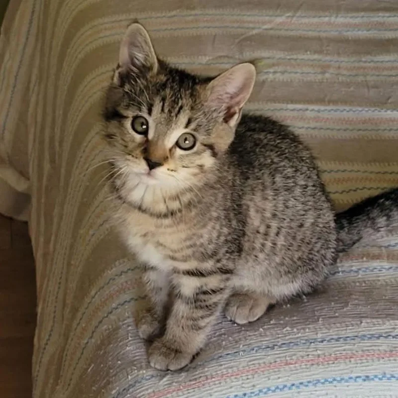 A baby small-sized female Domestic Short Hair cat named Bramble for adoption in Muncie, IN