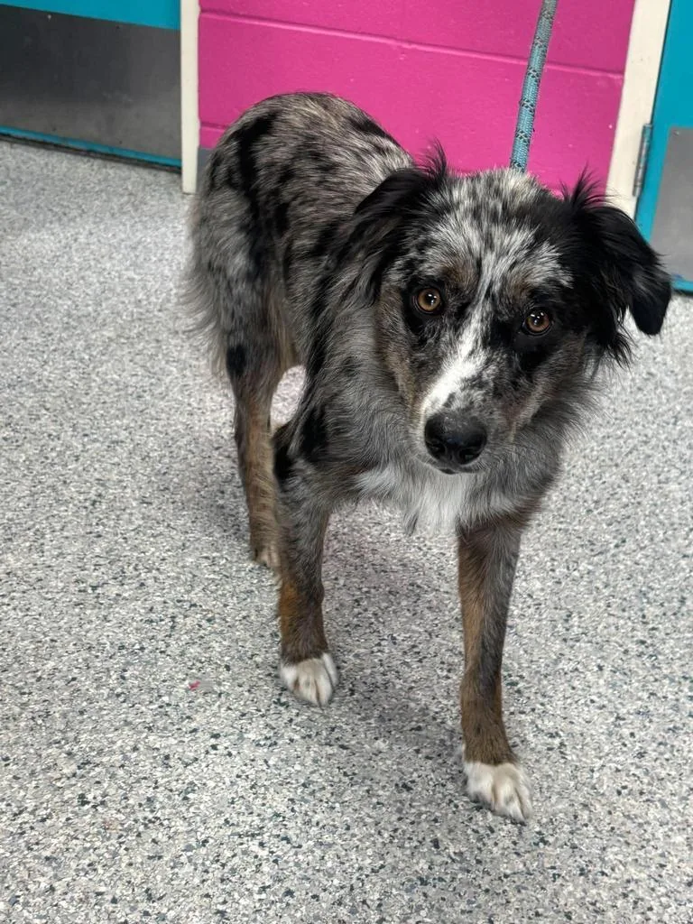 A baby medium-sized female Australian Shepherd dog named Zoey for adoption in Livingston, LA
