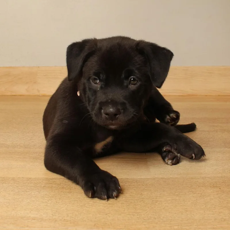 A baby large-sized female Black Pit Bull Terrier dog named Onyx D for adoption in Minnetonka, MN