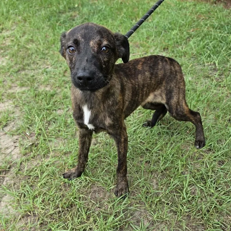A baby medium-sized male Brindle Labrador Retriever dog named Axel for adoption in Foley, AL