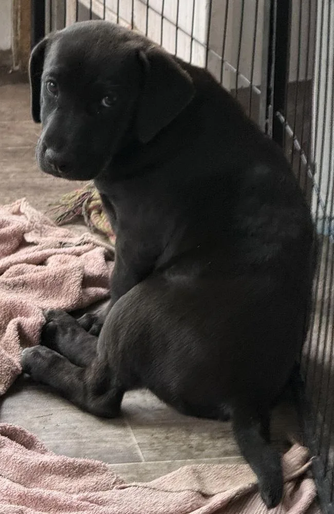 A baby medium-sized male Black Labrador Retriever dog named Berlin for adoption in South Bend, IN