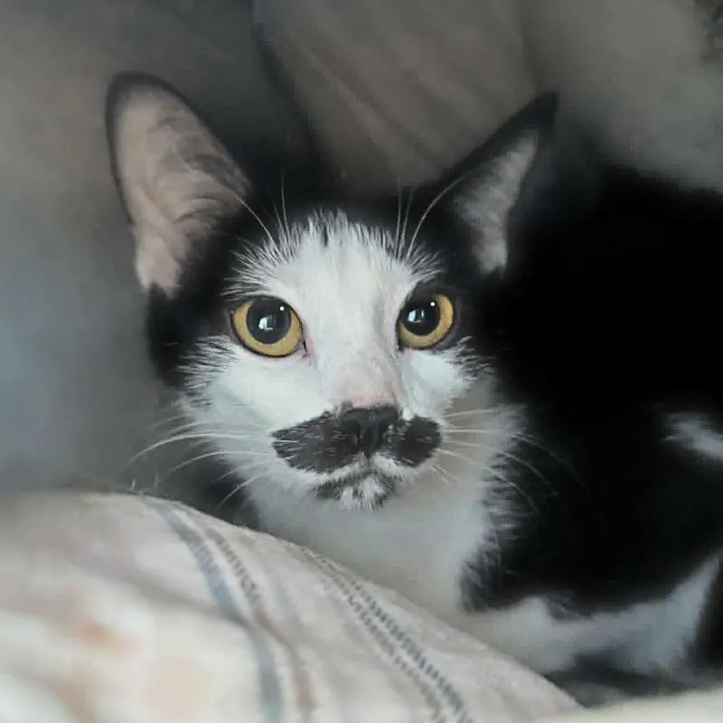 An adult medium-sized female White Domestic Short Hair cat named Holtzmann for adoption in Shippenville, PA
