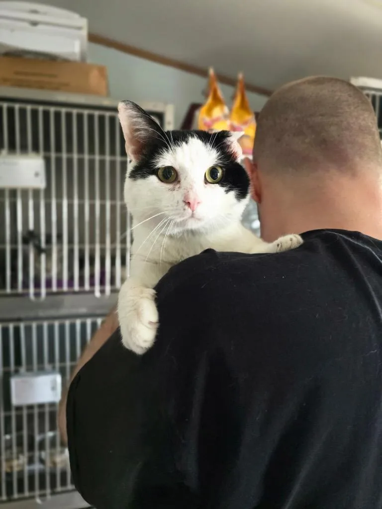 A young small-sized male Domestic Short Hair cat named Zippy for adoption in Pine Grove, PA