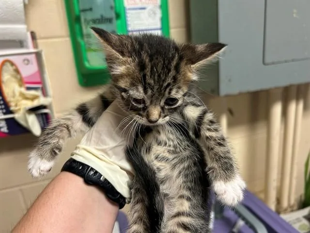A baby small-sized female Domestic Short Hair cat named Wren for adoption in Ocala, FL