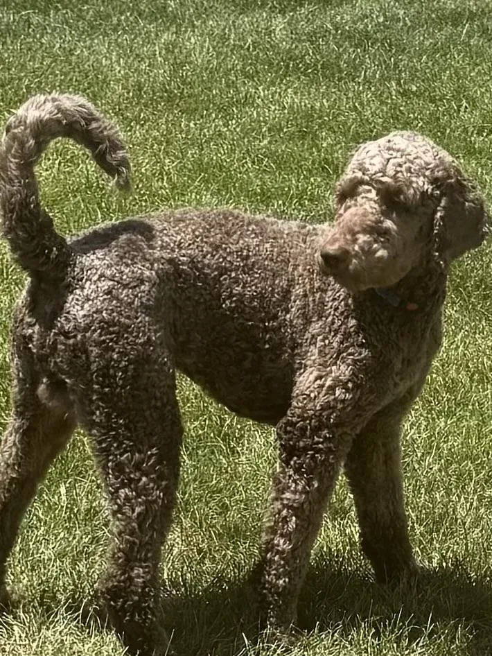 A young medium-sized male Goldendoodle dog named Kobe for adoption in University Place, WA
