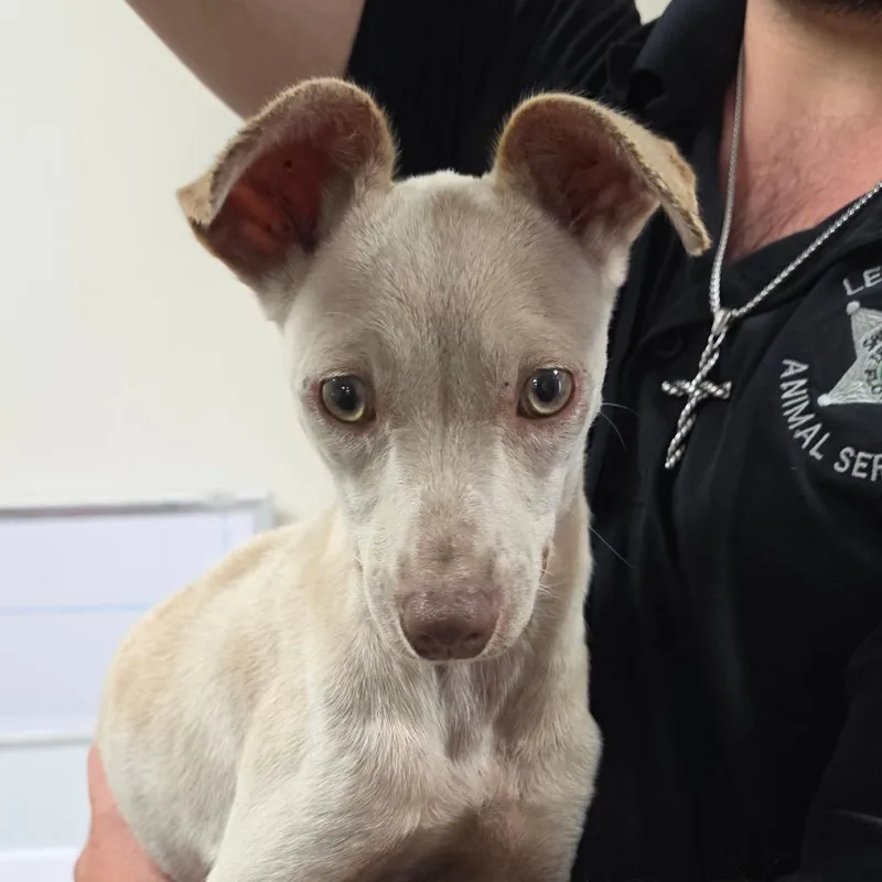 A young small-sized female Chihuahua dog named Iggy for adoption in Bronson, FL
