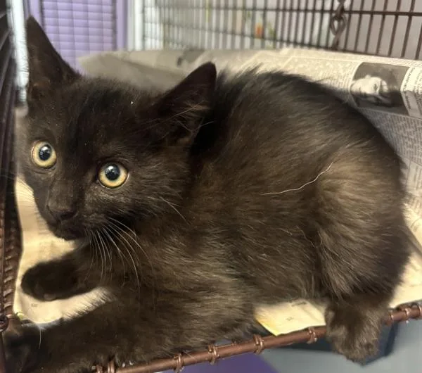 A baby small-sized female Domestic Short Hair cat named Marjorie for adoption in Salt Lake City, UT