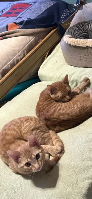 A young medium-sized female American Shorthair cat named Custard for adoption in Kohler, WI