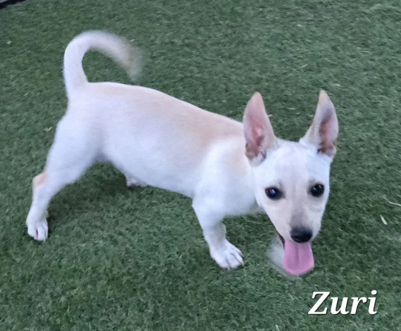 Zuri