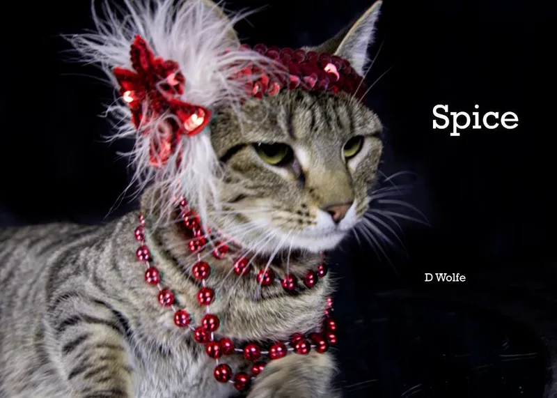 A young medium-sized female Tabby (Gray / Blue / Silver) Tabby cat named Spice for adoption in York, NE