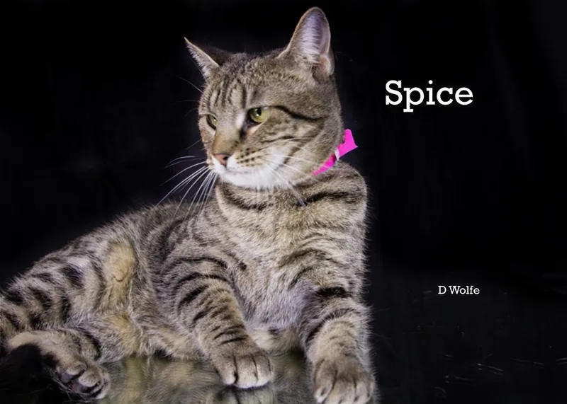 Spice thumbnail 2