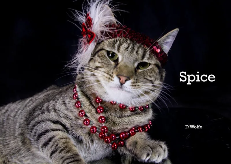 Spice thumbnail 3