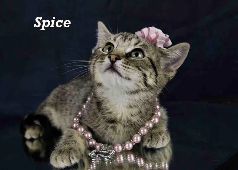 Spice thumbnail 4