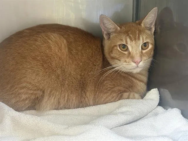 A young medium-sized male Domestic Short Hair cat named Pennyworth for adoption in Santa Cruz, CA