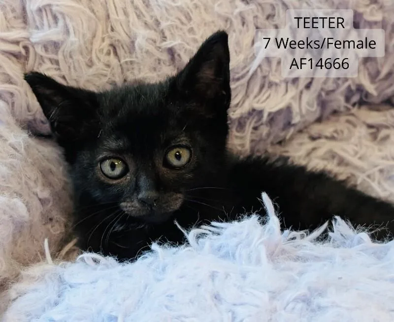 Teeter