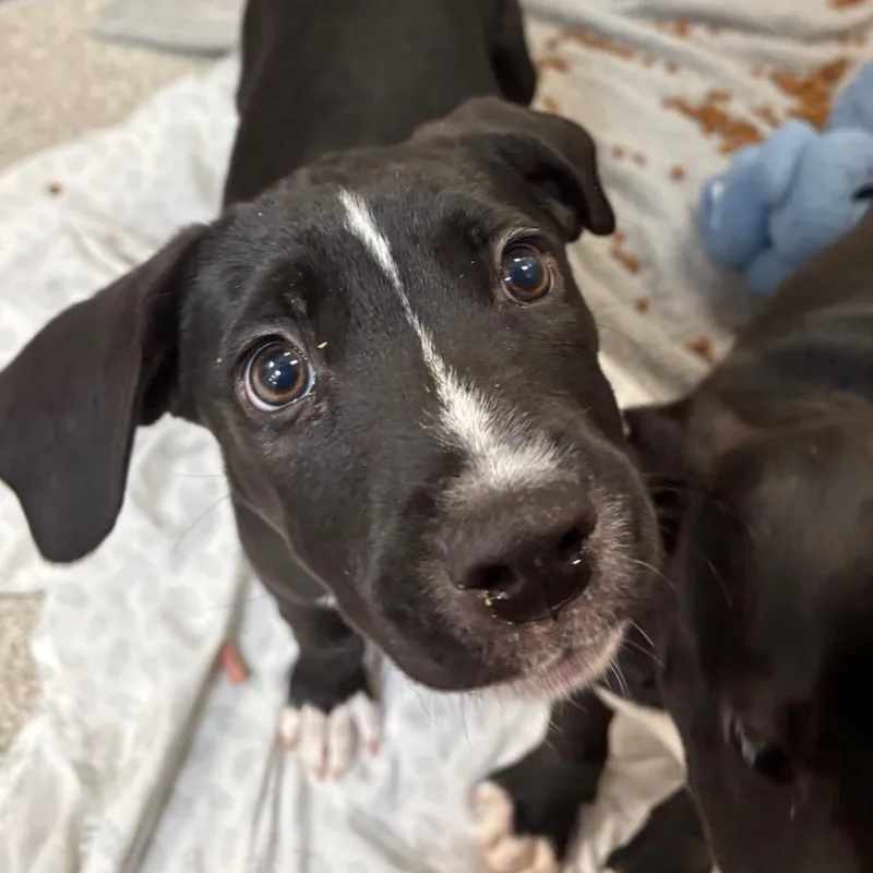 A baby medium-sized female Black Mixed Breed dog named Sally Mae for adoption in Washington Township, OH