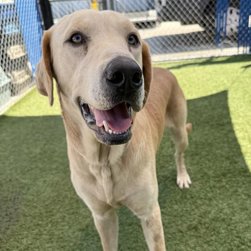 An adult large-sized male Yellow / Tan / Blond / Fawn Yellow Labrador Retriever dog named Goldie for adoption in Hawthorne, CA