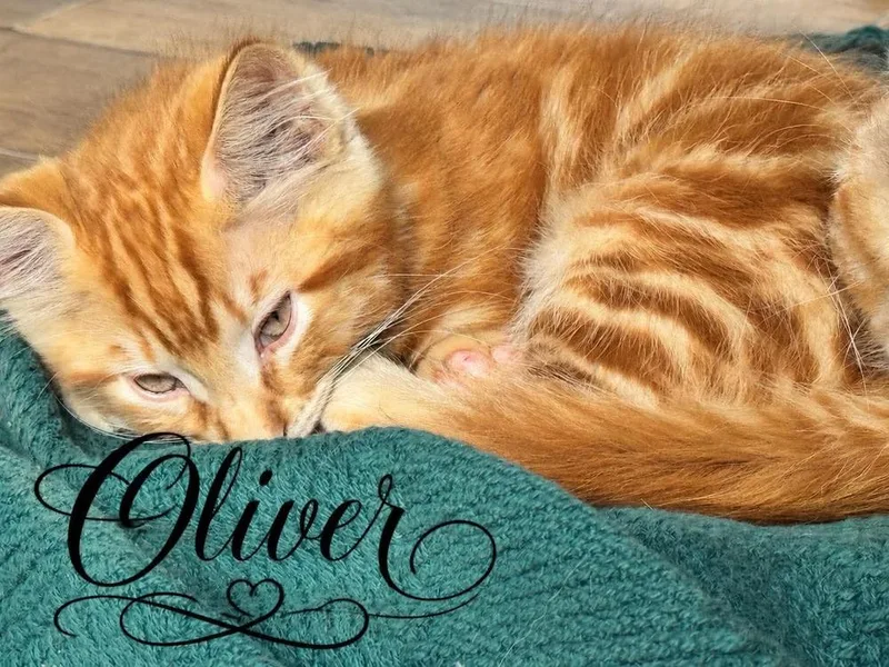 Oliver