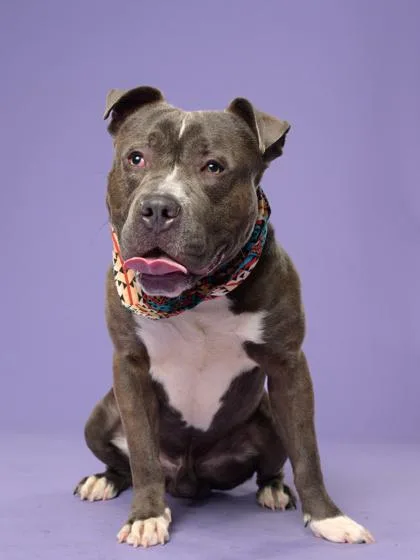 An adult large-sized male Pit Bull Terrier dog named Nassor for adoption in Atlanta, GA