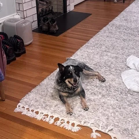 An adult medium-sized female Gray / Blue / Silver Australian Cattle Dog / Blue Heeler dog named Lou Lou for adoption in Hempstead, NY