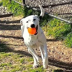 An adult medium-sized female Pit Bull Terrier dog named Pookie for adoption in Aledo, TX