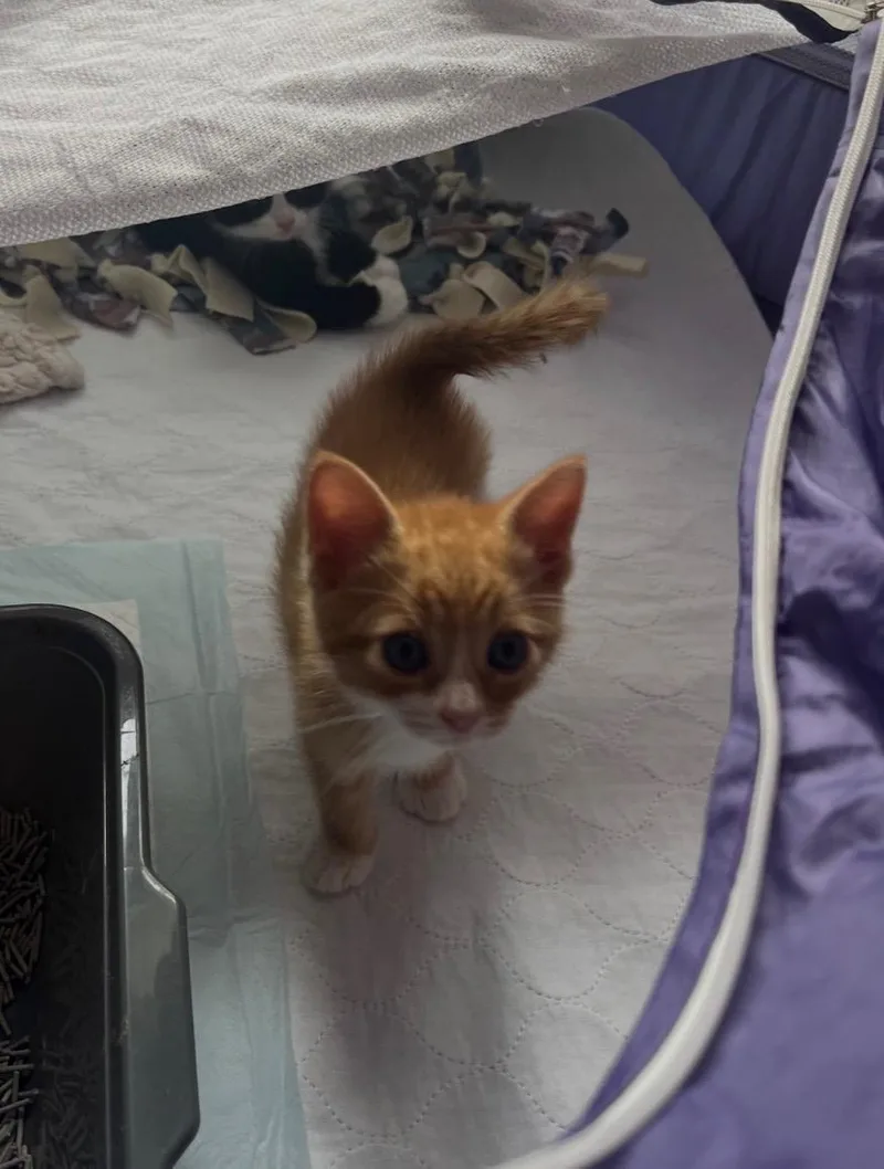 A young medium-sized male Orange & White Domestic Short Hair cat named Ziggy for adoption in Bordentown, NJ