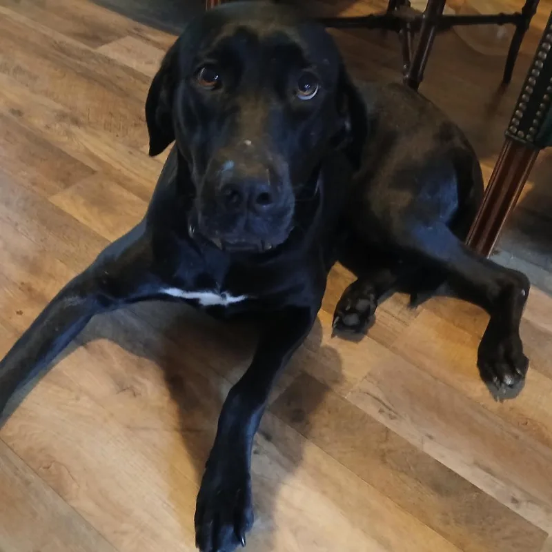 Morticia thumbnail 2