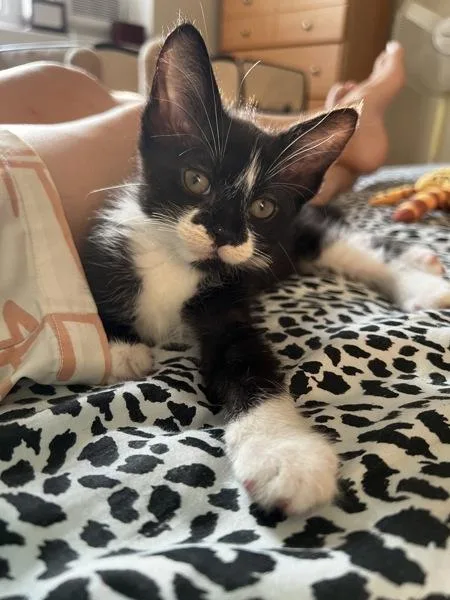 A baby small-sized female Domestic Short Hair cat named Jessie for adoption in Ridgewood, NY