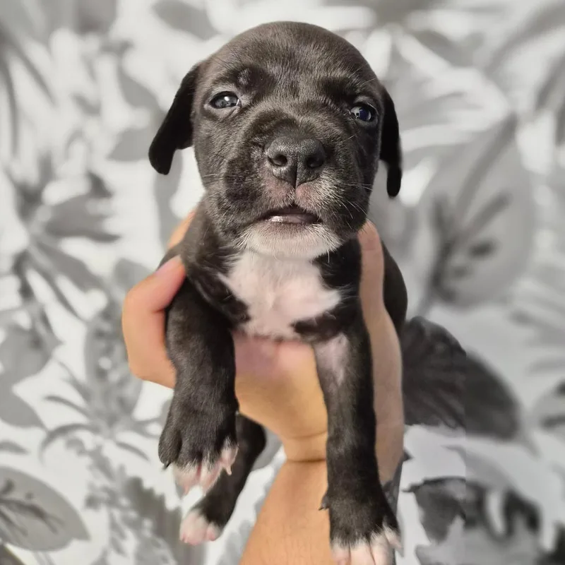 A baby medium-sized male Black Basset Hound dog named King for adoption in Wahiawa, HI