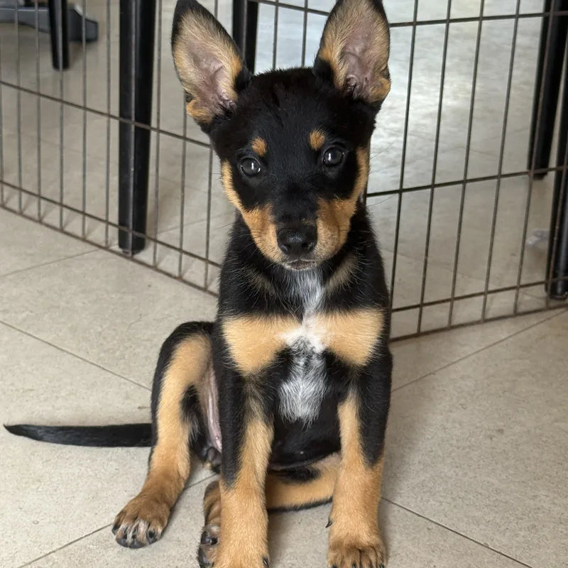A baby medium-sized female Black Australian Cattle Dog / Blue Heeler dog named Karis for adoption in Encino, CA