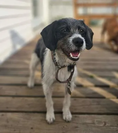 An adult small-sized female Terrier dog named Miki for adoption in Albany, NY