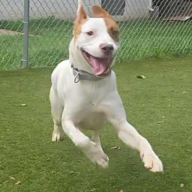 An adult medium-sized male Golden Mixed Breed dog named Red for adoption in Bloomfield, NJ