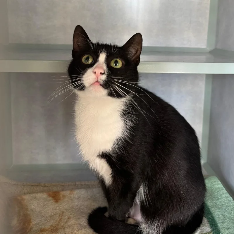 An adult large-sized female Black Domestic Short Hair cat named Peggy for adoption in Richland, MI