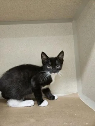A baby small-sized male Domestic Short Hair cat named Dior for adoption in Bellevue, WA