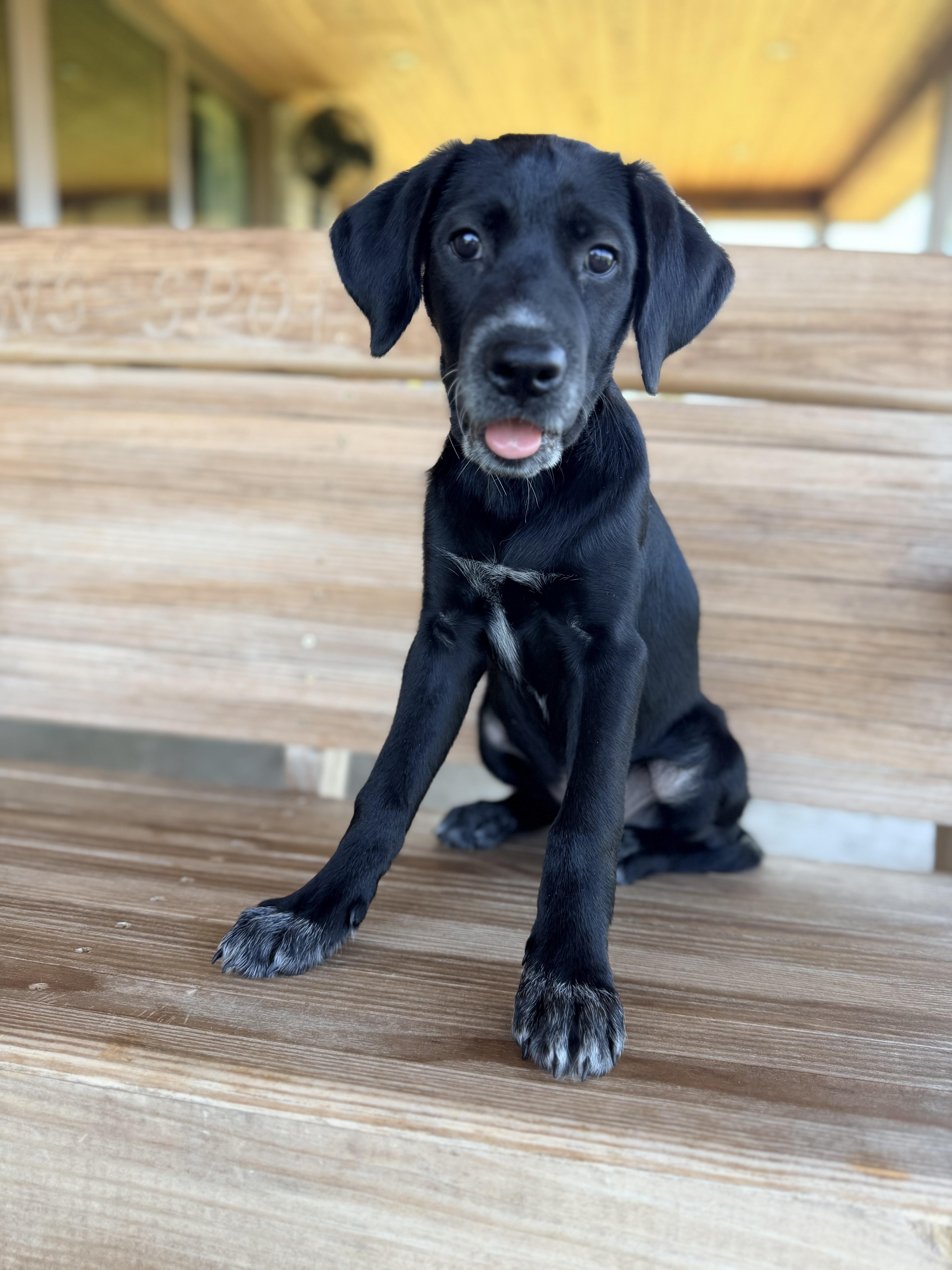A baby medium-sized male Black Labrador Retriever dog named Nori for adoption in Dallas, TX